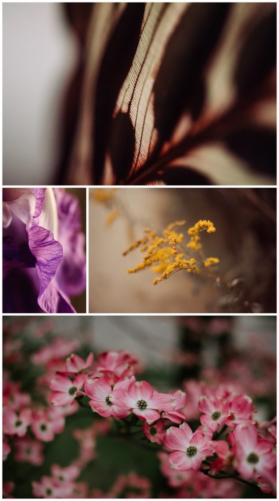 Collage of flowers, trees and foliage. Photography exploring in gardens and arboreta in the Philadelphia area and along the Main Line