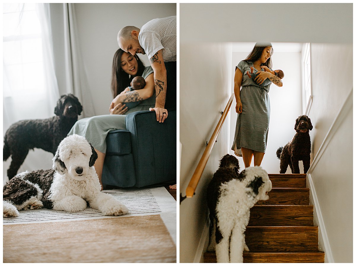 Parents with their newborn son spend time in their home with their two dogs