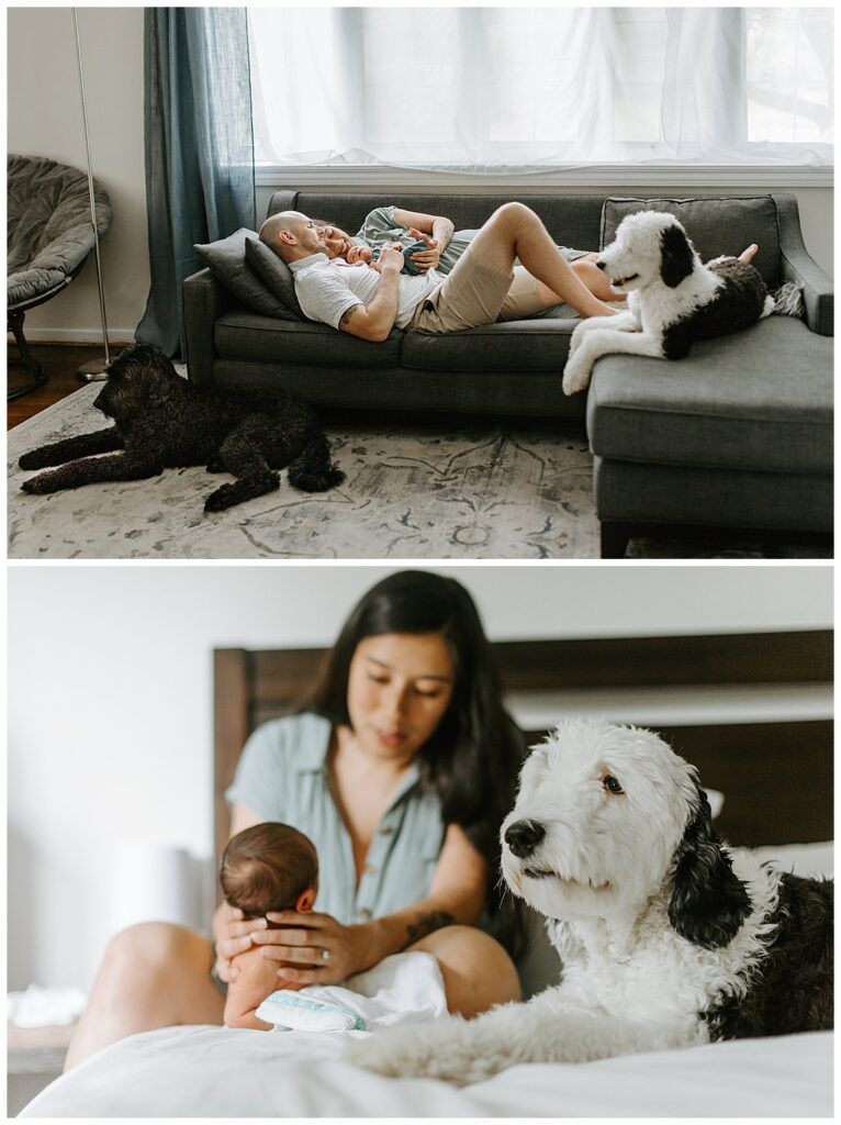 Pets and Newborns in photos together at home.